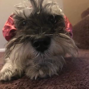 Meet your Posher, Arianna